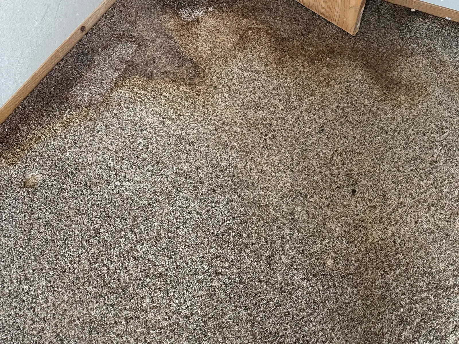Carpet in a bedroom doorway before cleaning, with heavy dark staining spread across the fibers.